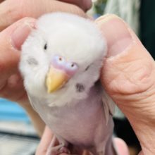 【最新画像更新！】人気カラーがやってきた！セキセイインコ(ライラック)ヒナ