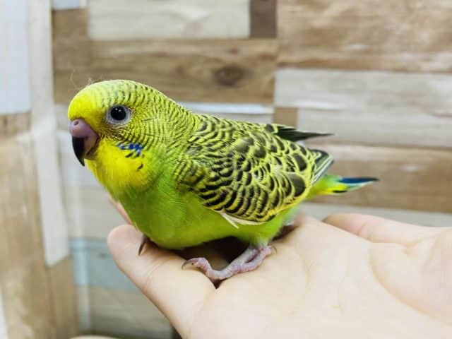 最近あまり見かけない？！セキセイインコ並カラー☆