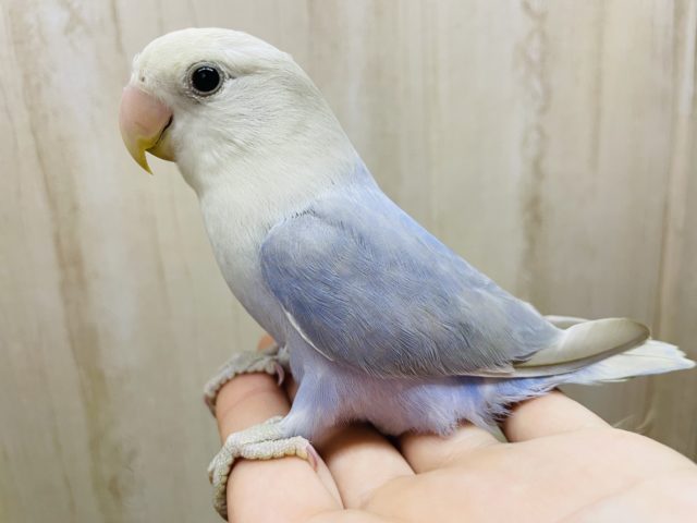 イチオシ‼️触れ合えるコザクラさん💗　コザクラインコ　ブルーバイオレットシナモンオパーリン
