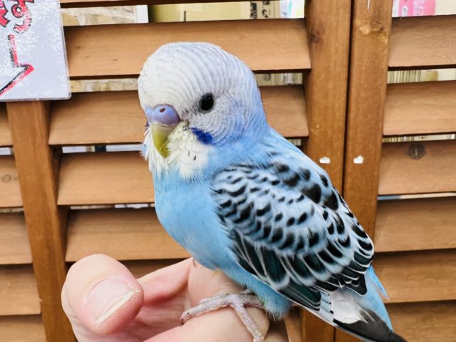慣れ慣れ♡モヒカンヘアーのセキセイインコ