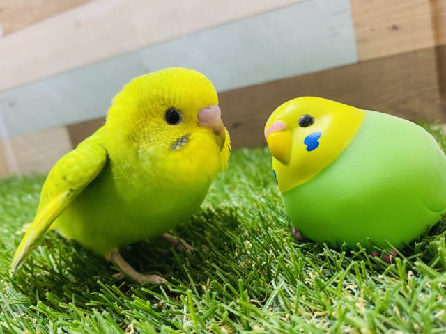 最新画像有り☆グリーン×イエローの明るめカラー！セキセイインコのスパングル！