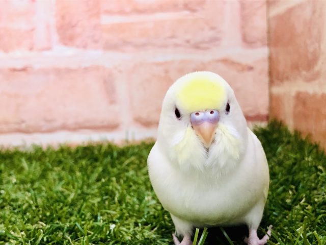 【セキセイ大集合！！】セキセイインコ　クリームイノ入舎です！　R4 .11/6　撮影