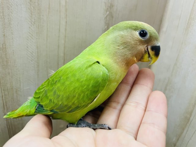 最新画像になりますよ‼️マスカット色みたい‼️綺麗な緑！　コザクラインコ　オパーリン