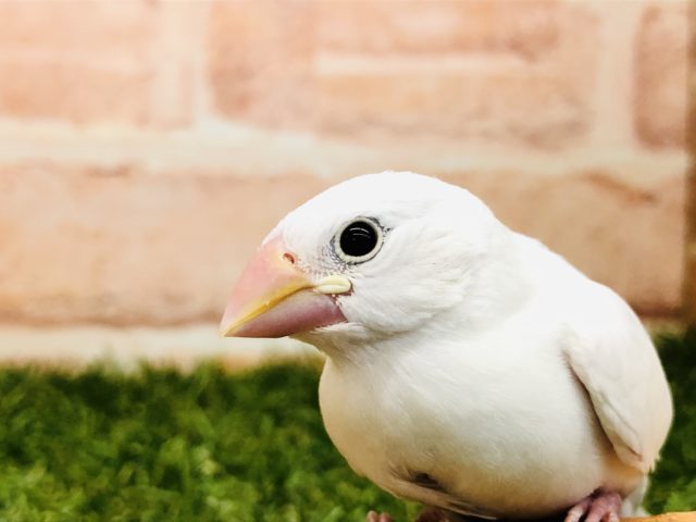白い文鳥は人気です！　白文鳥　Ｒ４　１１／９撮影追記