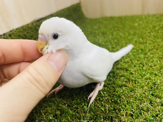 最新画像になりますよ‼️先どり冬カラー❄️ セキセイインコ　ダブルファクター