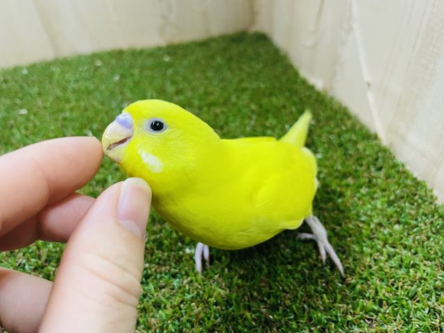 1人餌です‼️最新画像になりますよ〜♪おメメは黒！！檸檬色が素敵なセキセイインコ　ダブルファクターイエロー
