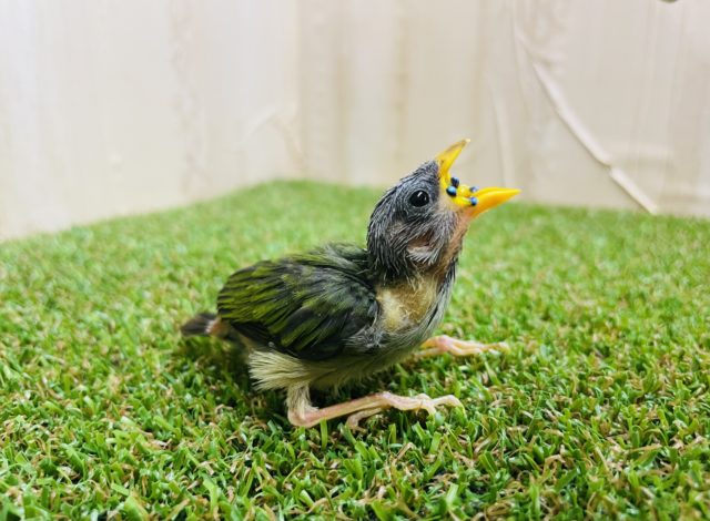 初めまして♪ チモールセイコウチョウさんですよ‼️ ノーマル