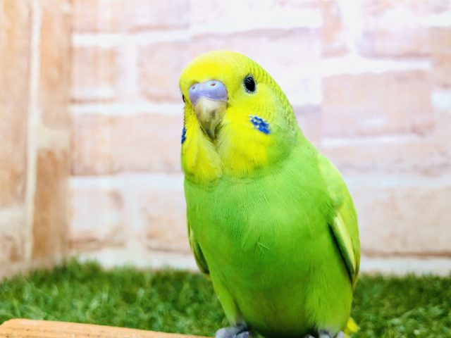 【セキセイ大集合！！】セキセイインコ　スパングル入舎です　R4.11/6 撮影