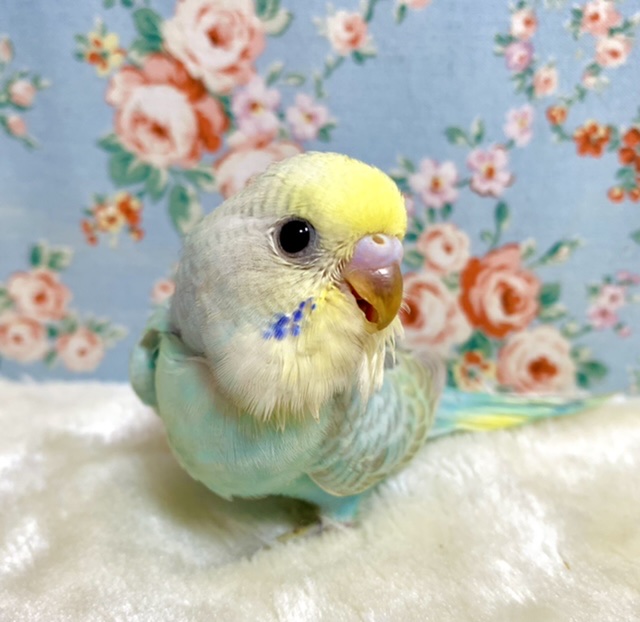 セキセイインコ パステルレインボー 💙💛 11/20