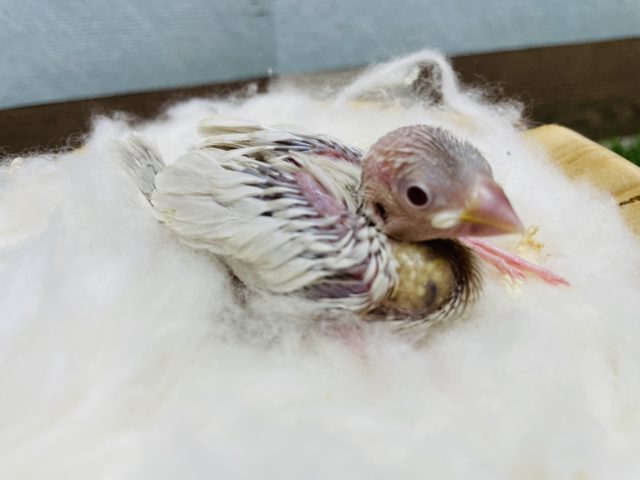 シルバーに赤目がかっこいい！シルバーイノ文鳥！