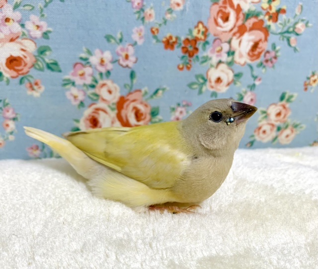 コキンチョウ　イエロー💛  １１/２４