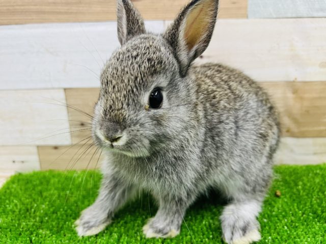 元気いっぱい♪ブルー系ネザーランドドワーフラビット