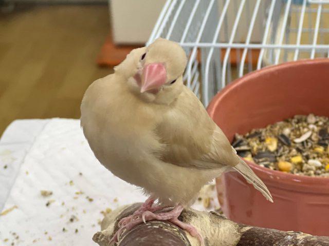 最新画像更新☆シナモン文鳥立派に成長中！