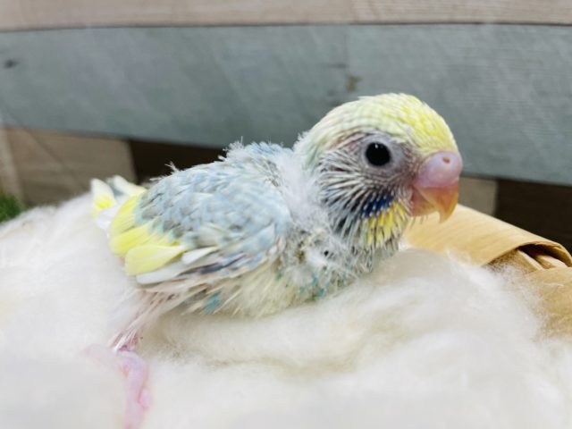 おねだり上手なヒナさんです！セキセイインコのパステルレインボーパイド！