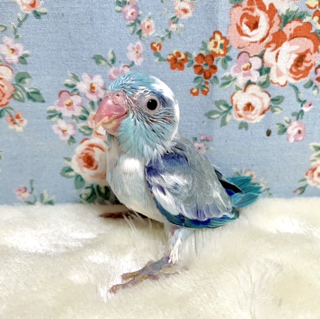 マメルリハ ブルー系パイド 🪞💎.* 11/20