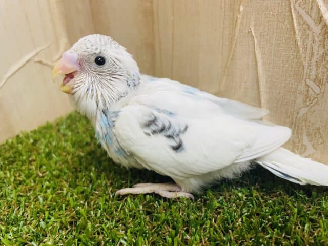 ☁️空色セキセイさん☁️ちょっぴり黒模様が魅力的！　セキセイインコ　パイド