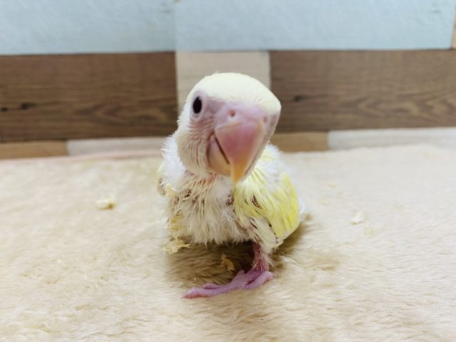 淡く優しい色合いのコザクラインコ♪モリモリ食べて成長中！！