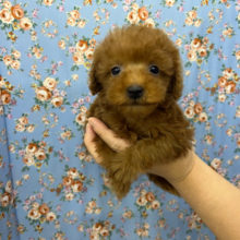 つぶらな瞳の元気いっぱい❣️プードル君きました❤️