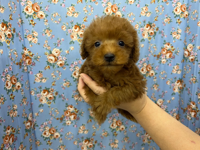 つぶらな瞳の元気いっぱい❣️プードル君きました❤️