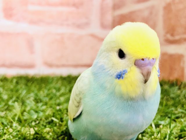 【セキセイ大集合！！】セキセイインコ　パステルレインボー入舎です　R4.11/6 撮影