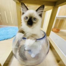 ごろごろが止まらないっ♡甘ったれラグドールくん！