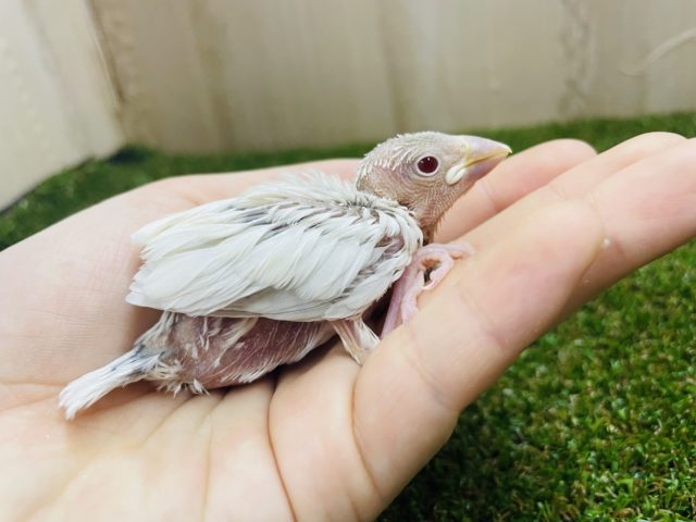 必見！レアカラー✨　久々にきてくれました〜　シルバーイノ文鳥