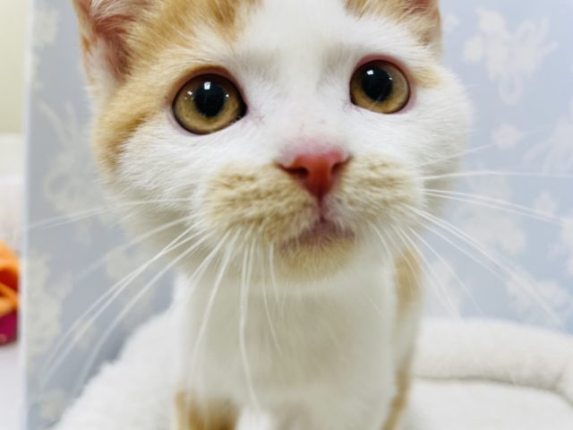 甘えん坊度が止まらな〜い！！スコティッシュフォールドくん！