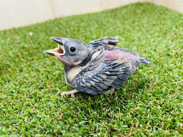 お腹が空いたらご飯は遠慮なく！！　桜文鳥　