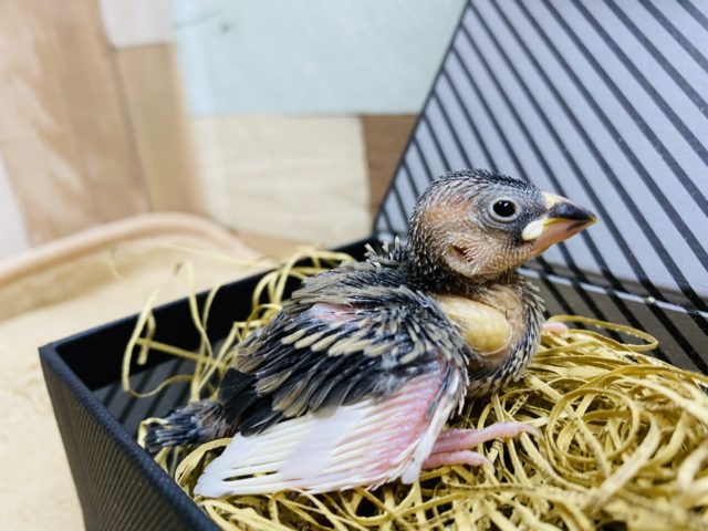 定番人気の桜文鳥！大きな口を開けて待ってますよ〜