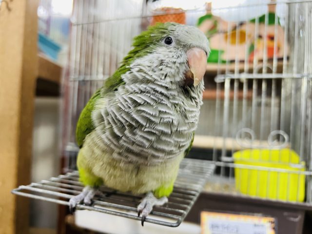 最新画像＆動画更新☆あまあま💛オキナインコ（グリーン）　2022年8月生まれ