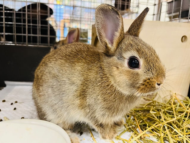 ぱっちりおめめの活発ボーイ☆ミニウサギ（チェスナット）