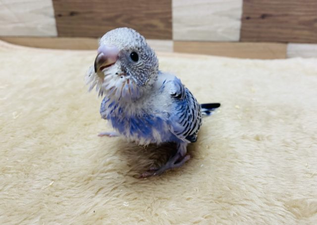最新画像有り☆定番人気カラー！！セキセイインコオパーリン♪
