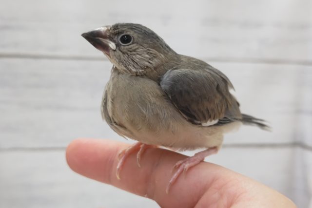 最新画像あり！　これからの成長楽しみ～🐣　桜文鳥