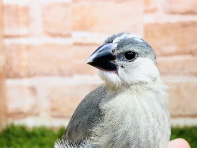 文鳥の定番カラー　桜文鳥　Ｒ４　１１／２４撮影