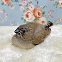 キンカ鳥  ヒナ  🐦🪶  11/3