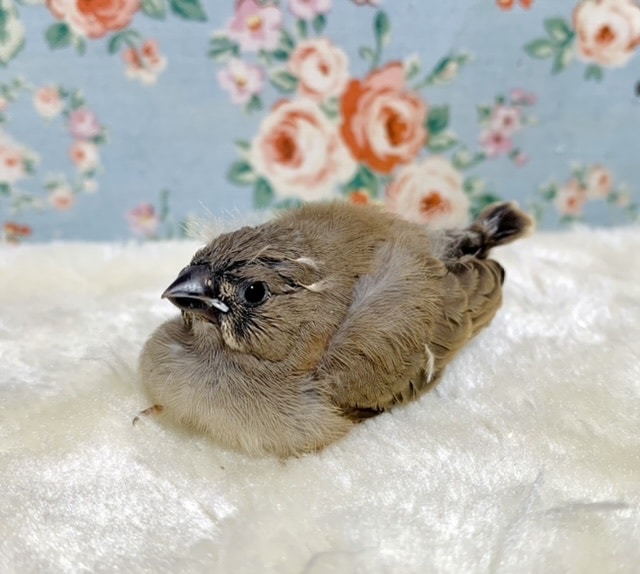キンカ鳥 ヒナ 🐦🪶 11/3