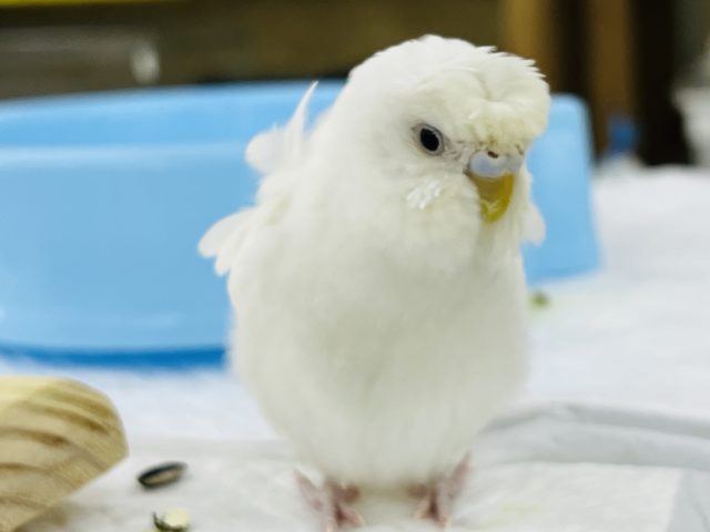 クセが強いがそれがいい♪羽衣セキセイ(ダブルファクター)さん☆