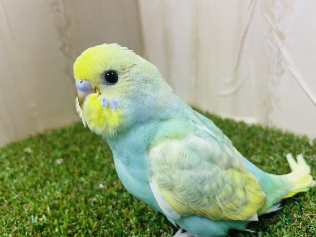 最新画像になりますよ〜‼️うるっとおめめパッチリ！　セキセイインコ　パステルレインボースパングル