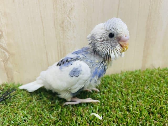 ホワイト多め！！ちょっぴり模様が印象的！　セキセイインコ　パイド