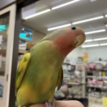 コザクラインコ タイガーチェリー！