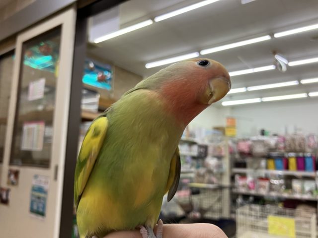 コザクラインコ タイガーチェリー！