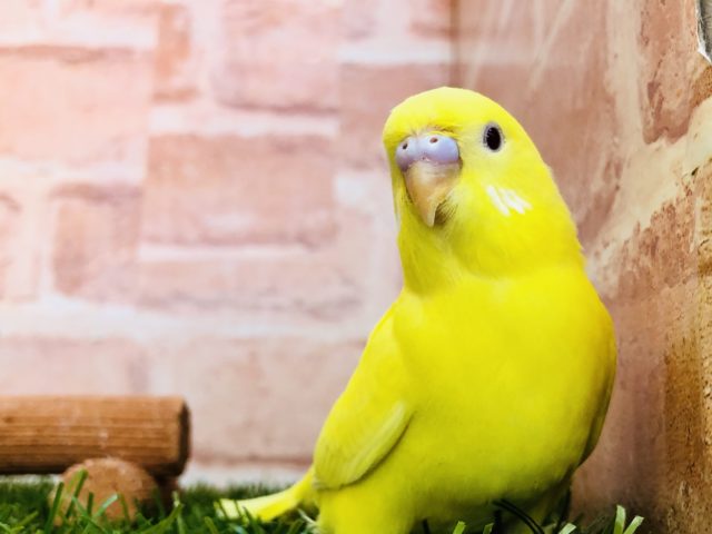 【セキセイ大集合！！】セキセイインコ　ルチノー入舎です　R4.11/6 撮影