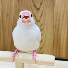 【最新画像更新！！】真っ白ふわふわになるよ！白文鳥 ヒナ