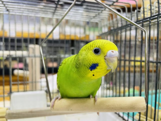 1人餌です‼️最新画像になりますよ✨えーがおで！いーいかお！　セキセイインコ　オパーリン