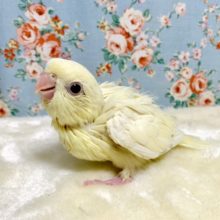 サザナミインコ　クリームルチノー　🍦💛　１１月９日
