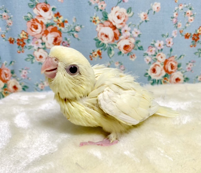 サザナミインコ　クリームルチノー　🍦💛　１１月９日