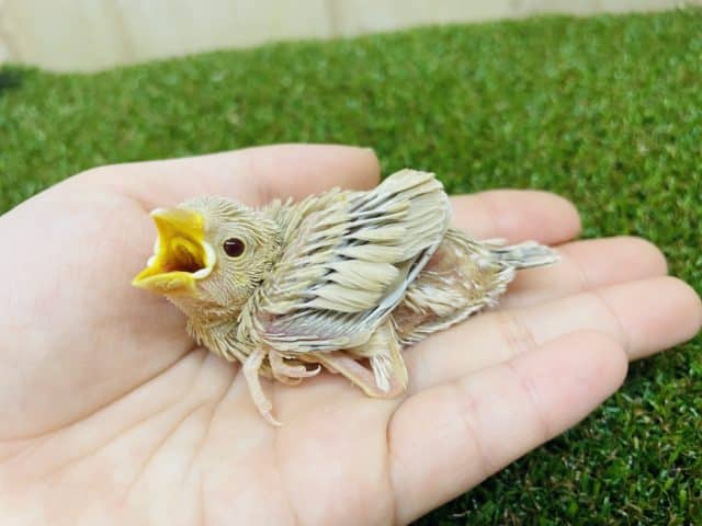 お待たせしちゃいました。待ってましたシナモン文鳥さん！！