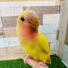 狭い所だいすき♡コザクラインコ(ルチノー)さん☆