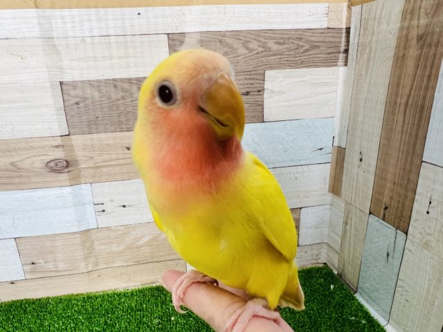 狭い所だいすき♡コザクラインコ(ルチノー)さん☆
