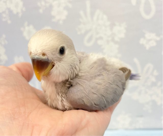 美❤️コザクラインコ(バイオレット)  2022年10月生まれ